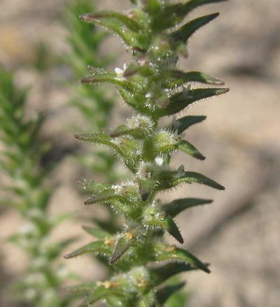 Chenopodiopsis hirta, photographed by douglaseustonbrown