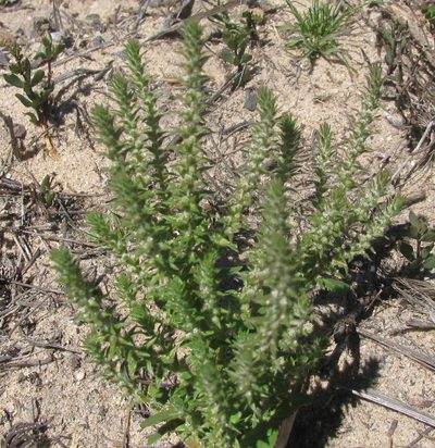 Chenopodiopsis hirta, photographed by douglaseustonbrown
