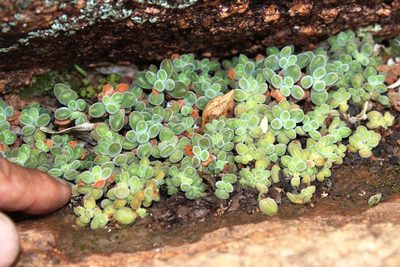 Crassula sericea, photographed by Tony Rebelo
