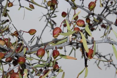 Gymnosporia gariepensis, photographed by Tony Rebelo