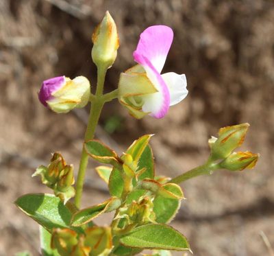 Ammodendron bifolium, photographed by Tony Rebelo