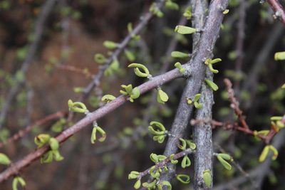 Portulacaria fruticulosa, photographed by Tony Rebelo