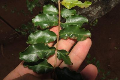 Galpinia transvaalica, photographed by Brian du Preez