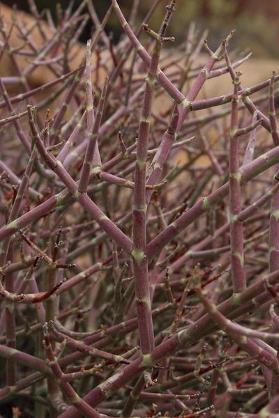 Euphorbia spinea, photographed by Tony Rebelo