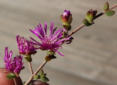 Drosanthemum parvifolium, photographed by Tony Rebelo