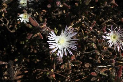 Drosanthemum calycinum, photographed by Tony Rebelo