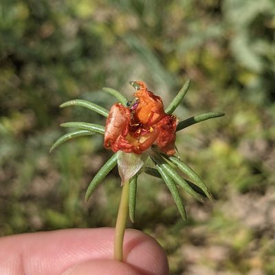 Portulaca suffrutescens, photographed by Dominic Gentilcore