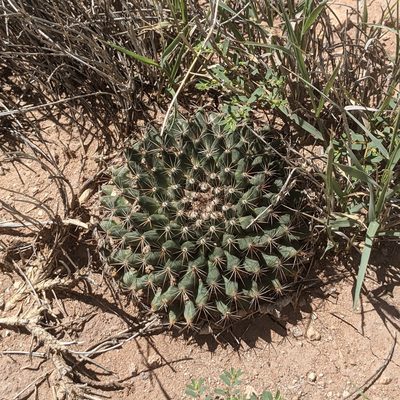 Mammillaria heyderi, photographed by Dominic Gentilcore