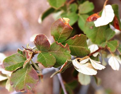 Searsia populifolia, photographed by Tony Rebelo