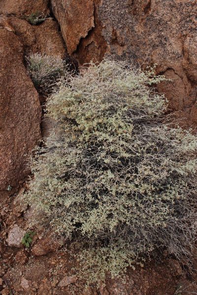 Hermannia minutiflora, photographed by Tony Rebelo