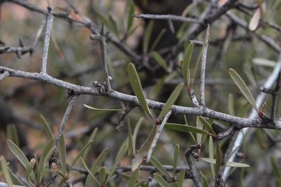 Gymnosporia gariepensis, photographed by Tony Rebelo
