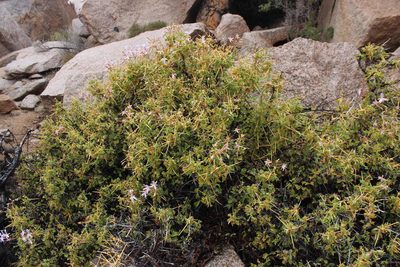 Pelargonium spinosum, photographed by Tony Rebelo