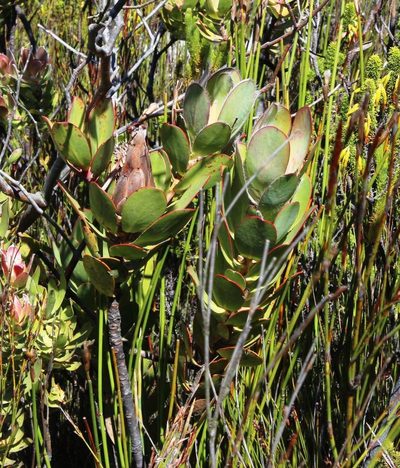 Protea stokoei, photographed by Tony Rebelo