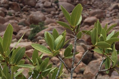 Ficus ilicina, photographed by Tony Rebelo