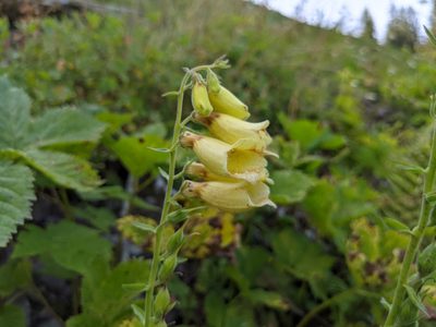 Digitalis grandiflora, photographed by Attila Oláh