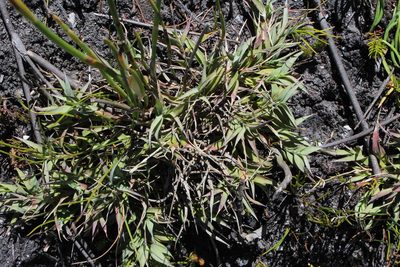 Pseudopentameris brachyphylla, photographed by Tony Rebelo