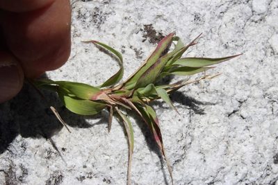 Pseudopentameris brachyphylla, photographed by Tony Rebelo