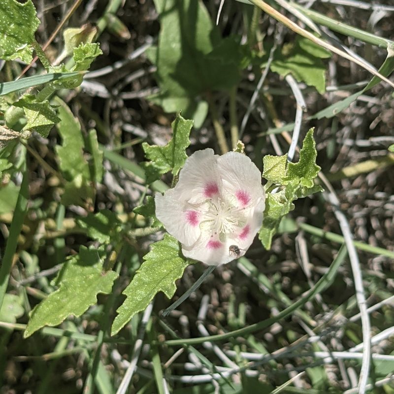 Malvella lepidota, photographed by Dominic Gentilcore
