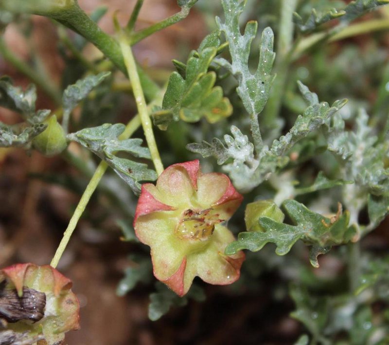 Grielum sinuatum, photographed by Tony Rebelo