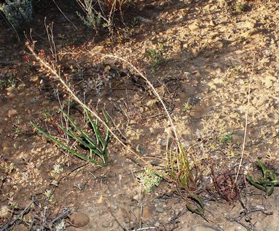 Bulbine lagopus, photographed by Tony Rebelo