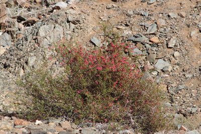 Hermannia stricta, photographed by Tony Rebelo