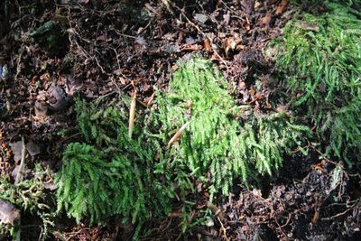Plagiothecium curvifolium, photographed by formicacid