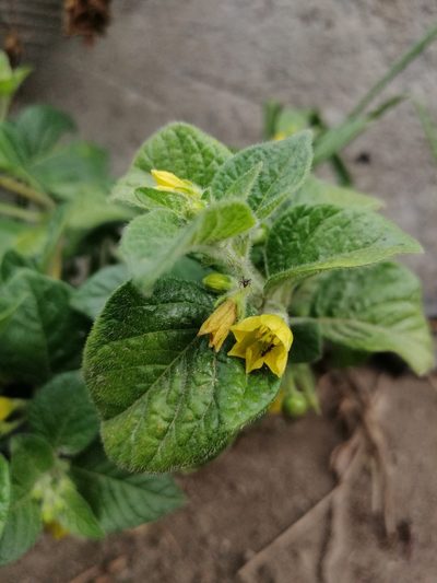Capsicum rhomboideum, photographed by Alejandro Alfredo Aguirre