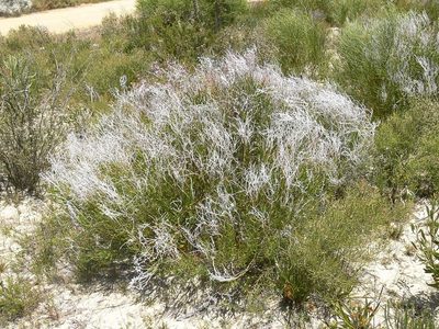 Conospermum triplinervium, photographed by dhfischer
