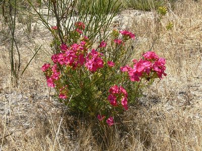 Pileanthus filifolius, photographed by dhfischer