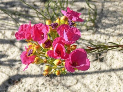 Pileanthus filifolius, photographed by dhfischer