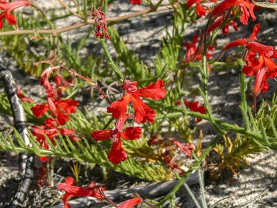 Leschenaultia hirsuta, photographed by dhfischer