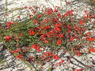 Leschenaultia hirsuta, photographed by dhfischer
