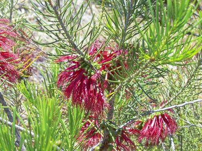 Melaleuca quadrifida, photographed by dhfischer
