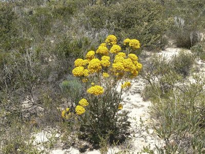 Verticordia aurea, photographed by dhfischer