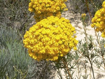 Verticordia aurea, photographed by dhfischer