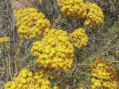 Verticordia aurea, photographed by dhfischer