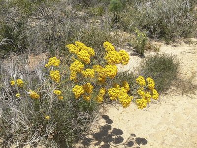 Verticordia aurea, photographed by dhfischer