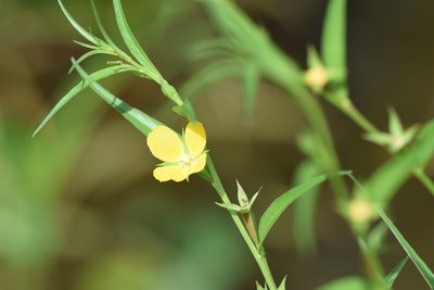 Ludwigia decurrens, photographed by Blake Bringhurst