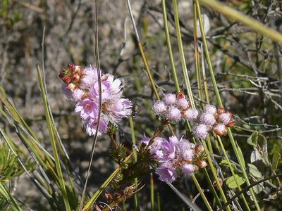 Verticordia pennigera, photographed by dhfischer
