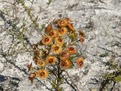 Verticordia nobilis, photographed by dhfischer