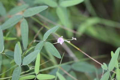 Strophostyles leiosperma, photographed by Blake Bringhurst