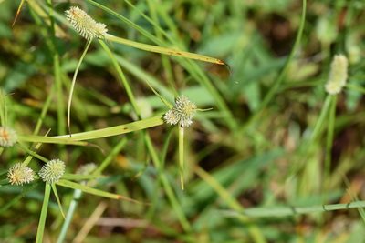 Cyperus sesquiflorus, photographed by Blake Bringhurst
