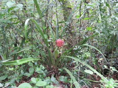 Ananas macrodontes, photographed by Patricio Cowper Coles