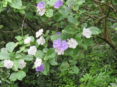 Brunfelsia australis, photographed by Patricio Cowper Coles