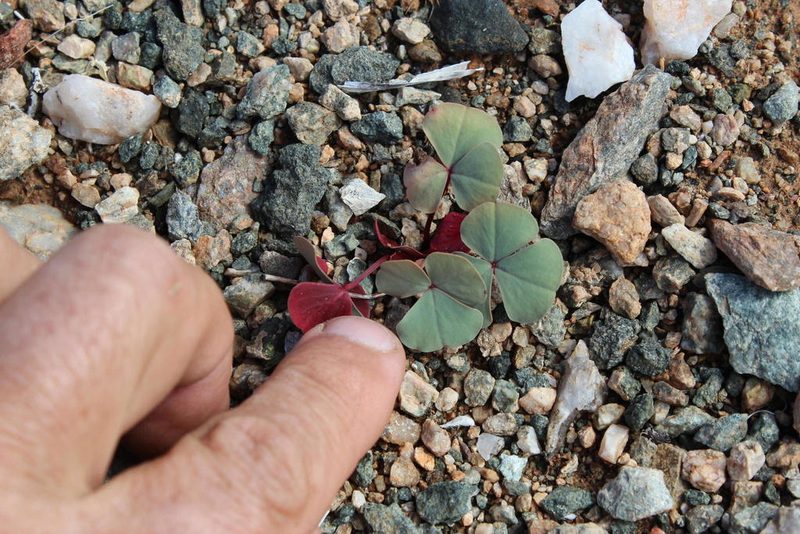 Oxalis psammophila, photographed by Tony Rebelo