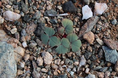 Oxalis psammophila, photographed by Tony Rebelo