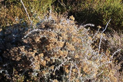 Helichrysum revolutum, photographed by Tony Rebelo