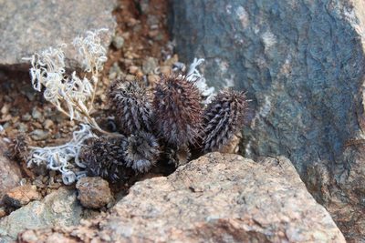 Acanthopsis disperma, photographed by Tony Rebelo