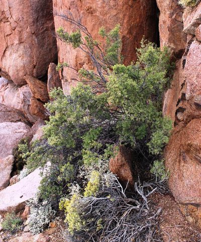 Diospyros ramulosa, photographed by Tony Rebelo