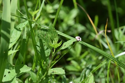 Phyla lanceolata, photographed by Blake Bringhurst